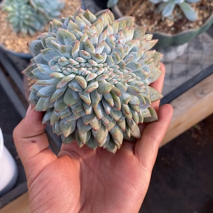 小圆腿橙子星影缀