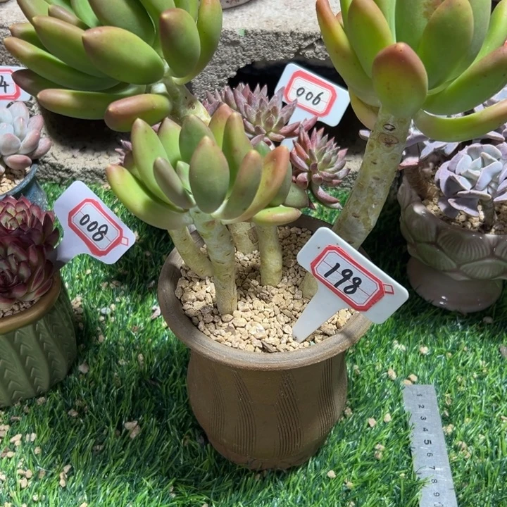 一****198长腿芒果奶一物一拍38