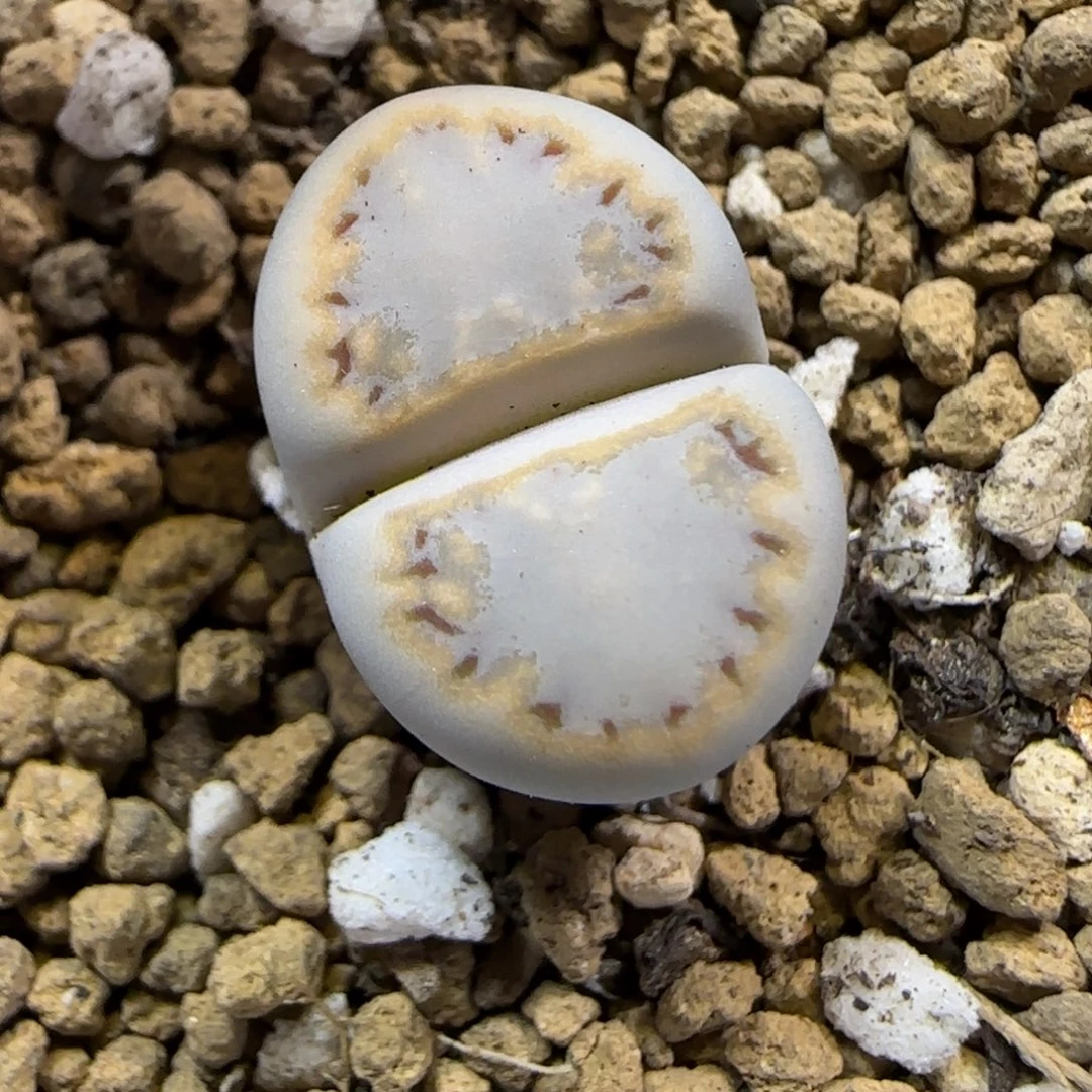 12.3.c216饼干.9123尺寸1.7cm下播福利