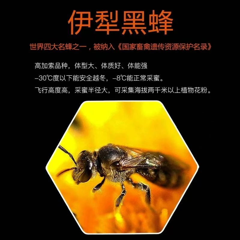 蜂蜜新疆黑蜂蜜甜蜜滋补蜂场源头