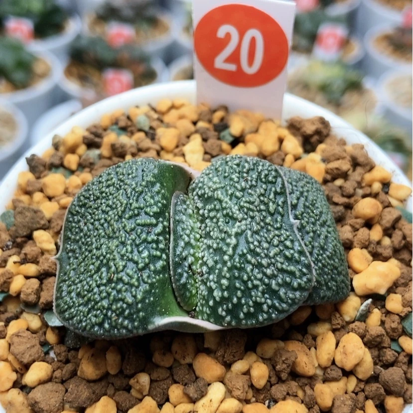 【闪购商品】20军配珍珠卧牛