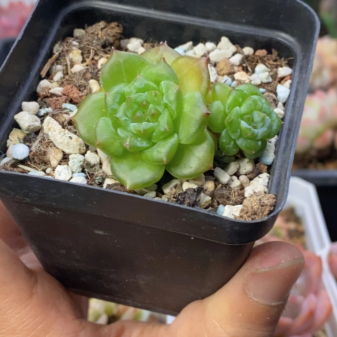闪闪珍妮控养5厘米
