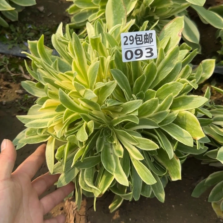 艳凝……多肉植物……