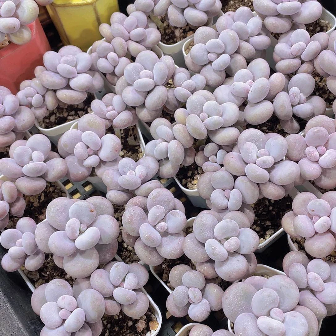 量拍 87号 大叶奶水光针原始奶双头一个