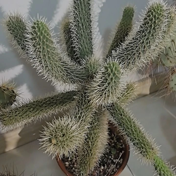 一物一拍，泰迪熊侧芽