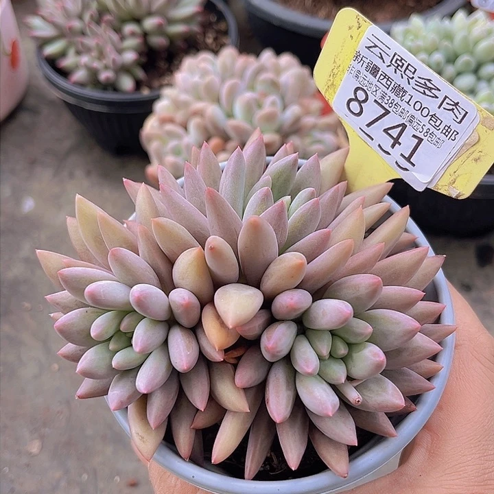 8741黄体红蜻蜓。          