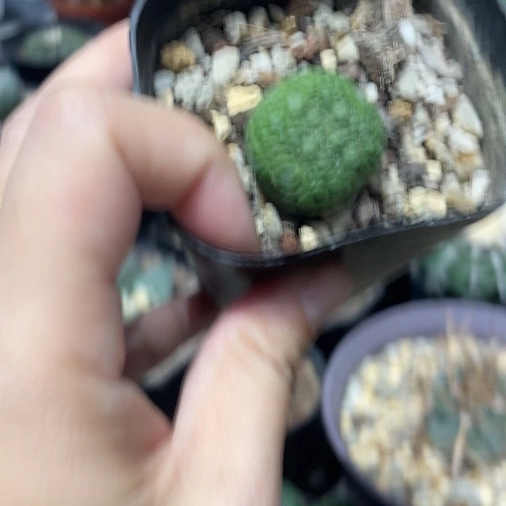 实生宁缇玉仙人球一颗