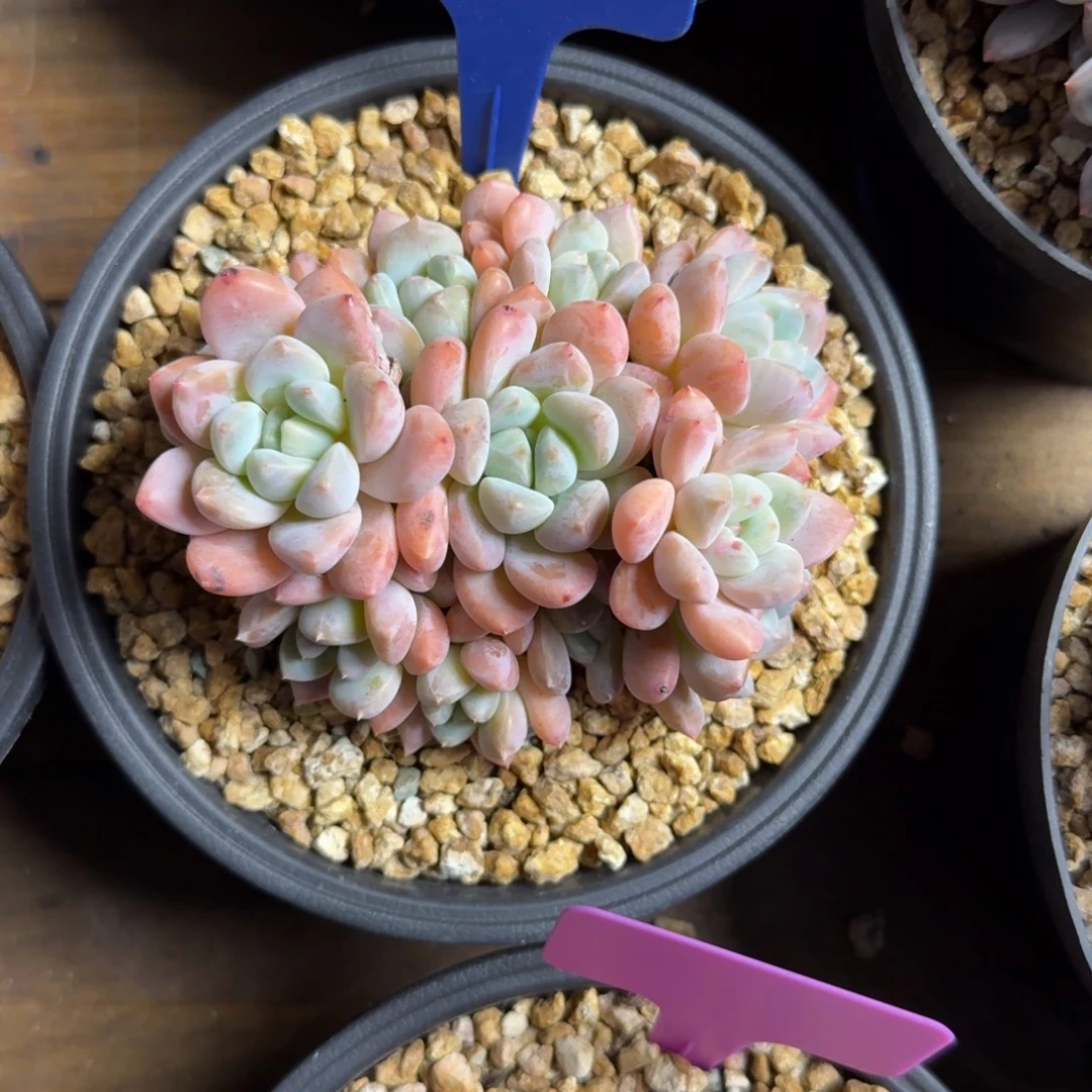 芙丽朵11111111111111111