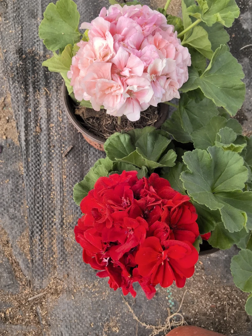 【国旗红（直立）+兔子粉（直立小苗不带花苞）】2颗天竺葵组合（包对版）