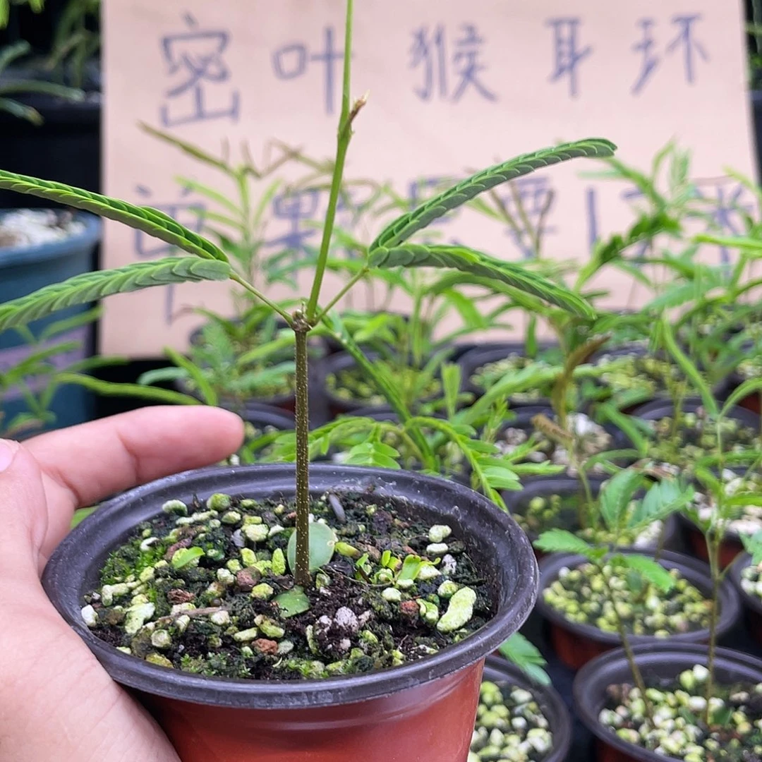 无花朵密叶猴耳环籽播苗