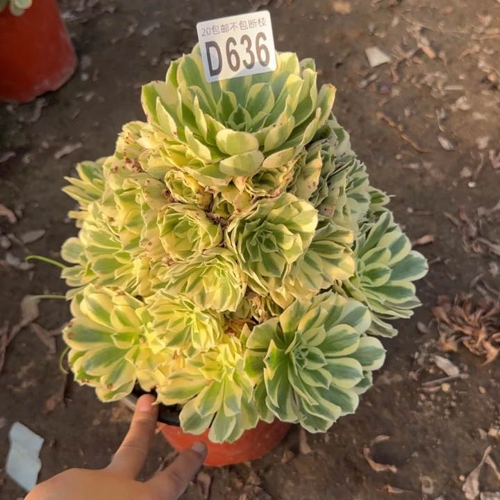 迈巴赫……多肉植物……