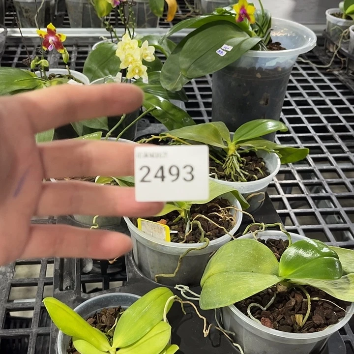 当前无花栽培后可以开花2493 叶黄烂根裸根发货任何理由不包售后