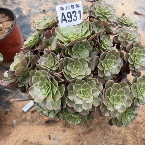 931荷兰玫瑰不包断枝