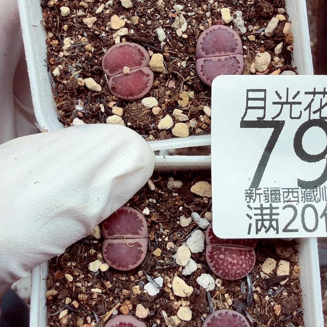 你要回来吃嘛啊哈哈不去795