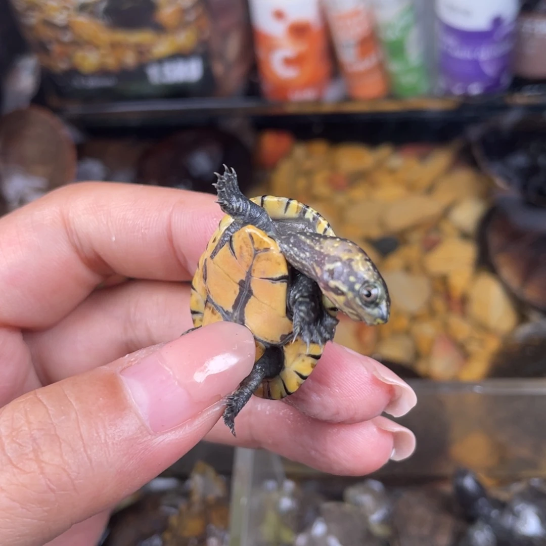 母绿毛龟棒*点点滴滴打投吧我