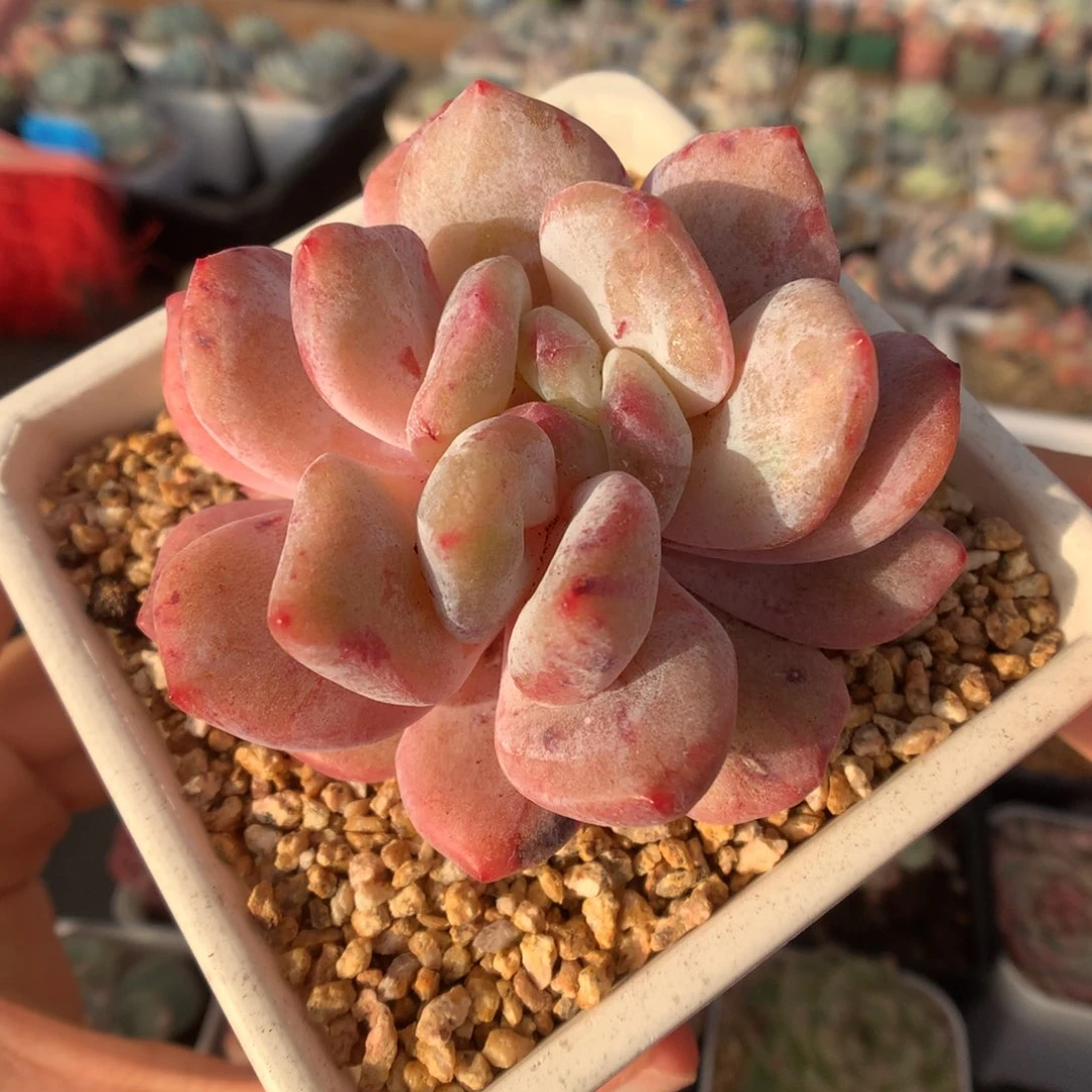 梦露石化双心叠叶灭心