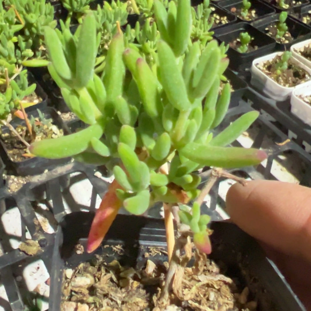 香蕉枝干老桩55杯精品