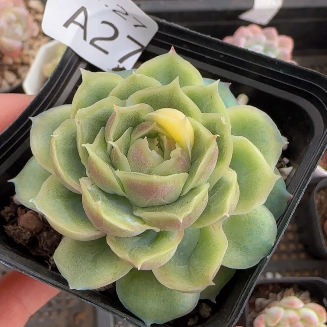 水晶虾饺单头一颗