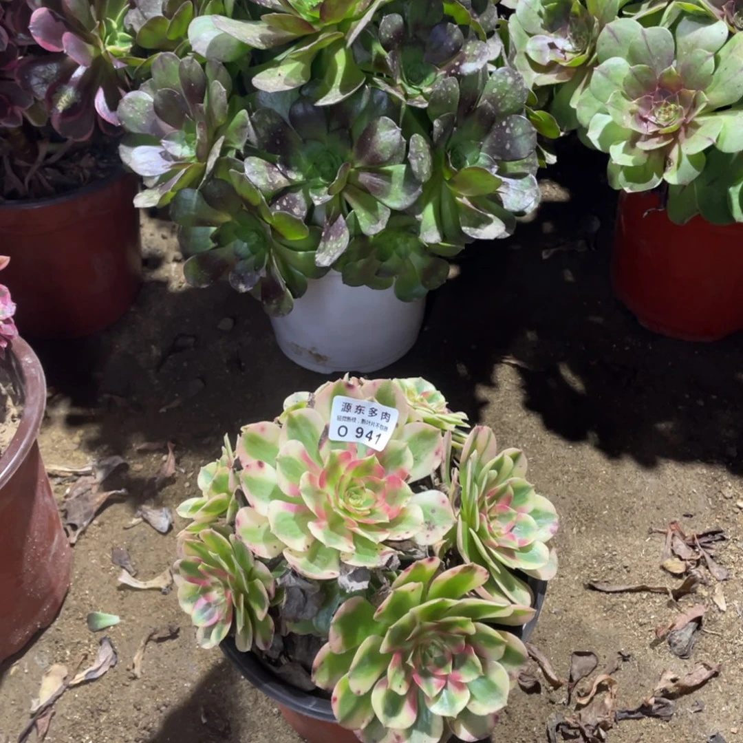 941荔枝多肉法师断枝不包