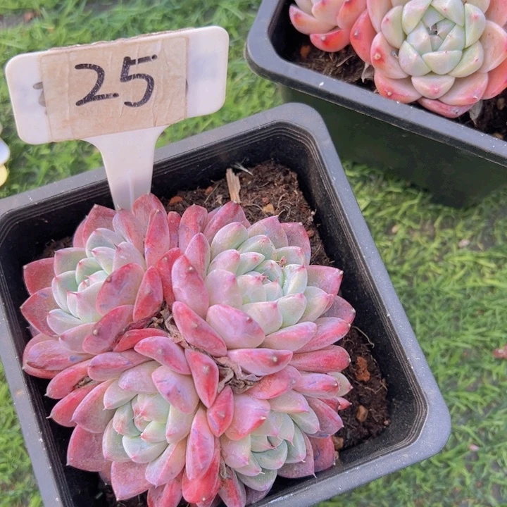 健健康康平平安安