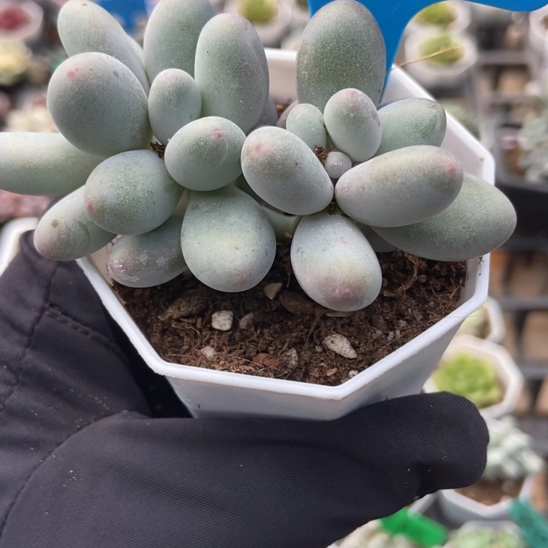 娆***佀961蛋黄奶多肉植物