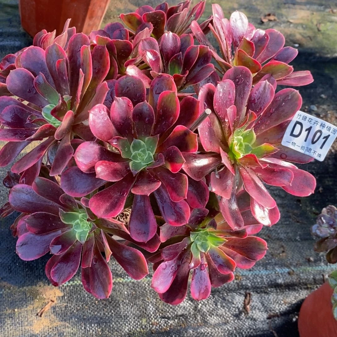 101金丝雀妖桩福利