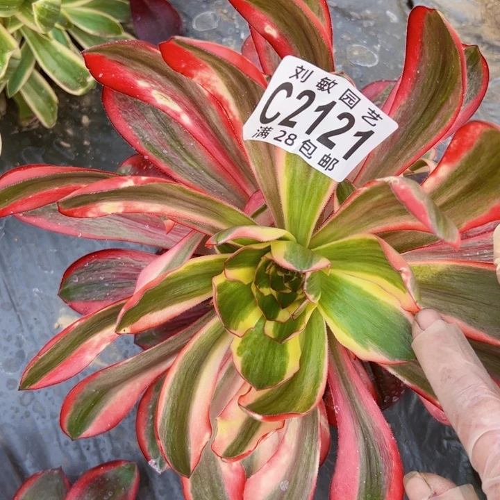 2121多肉植物法师红魔女