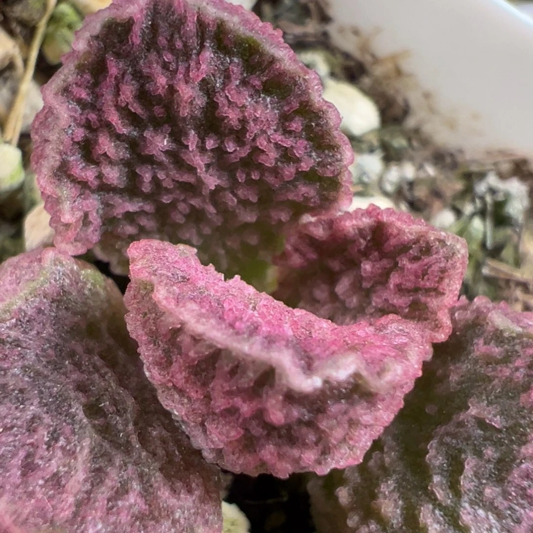 实生新品多肉植物水泡多肉植物