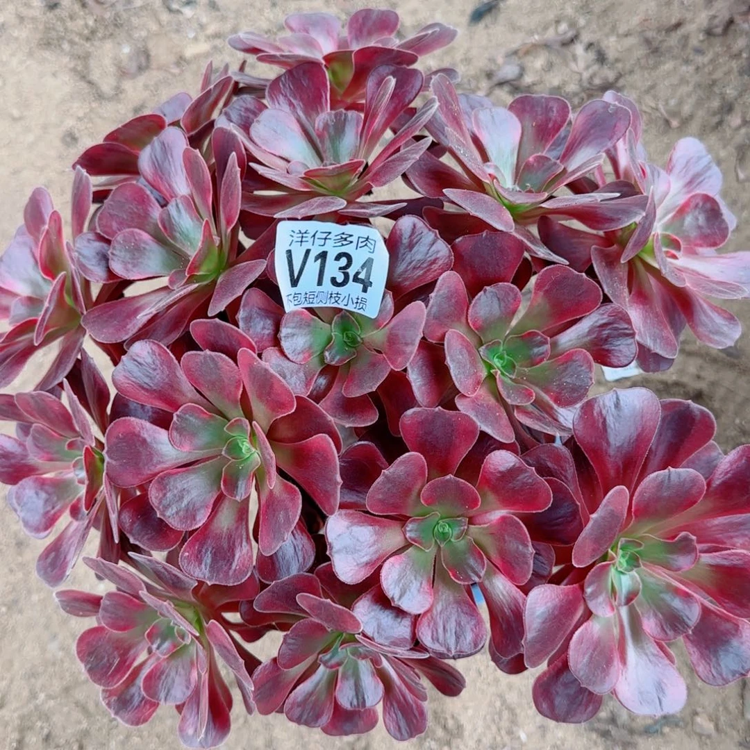 爱神法师134冠幅28