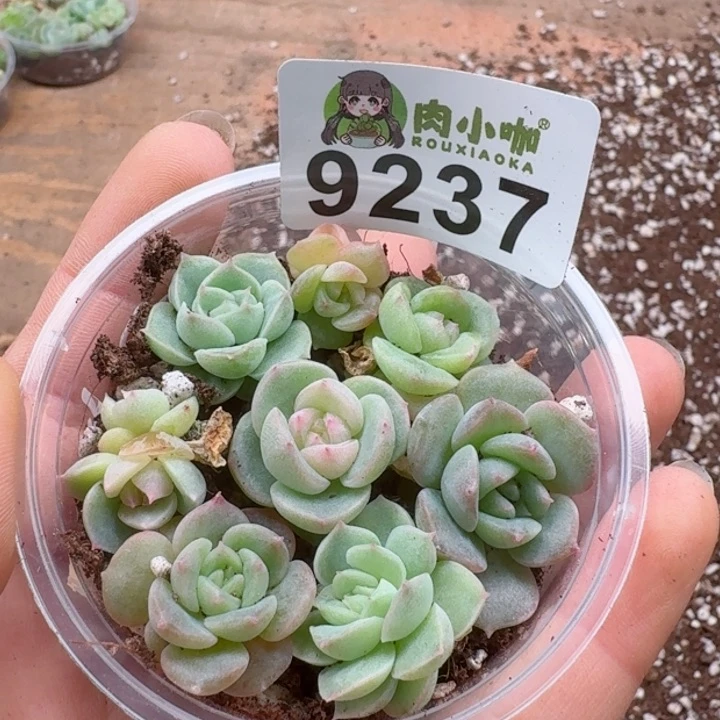 多肉植物多肉植物