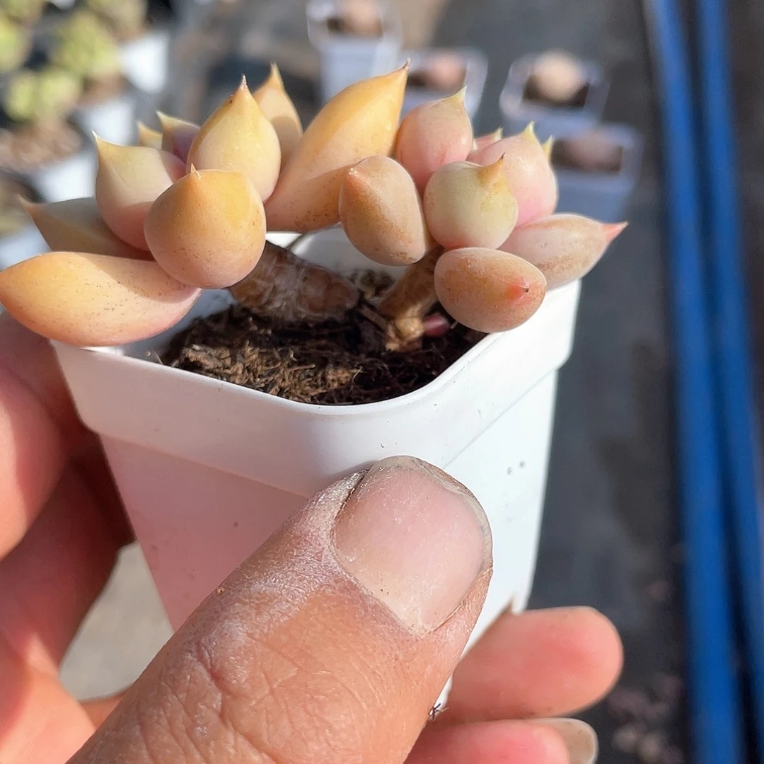 红象牙小老桩带盆