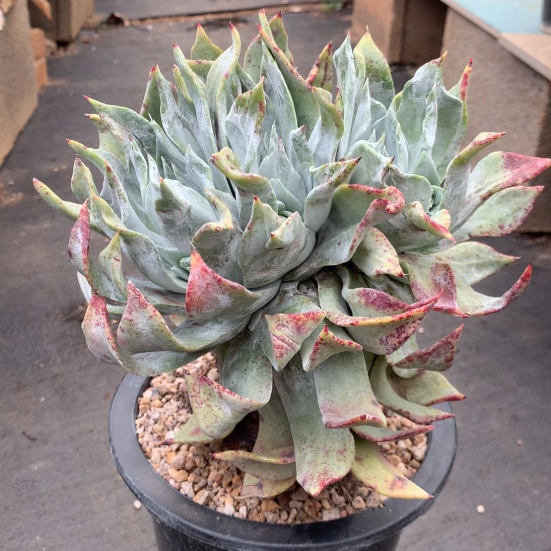 ～**～浦西非克，多肉植物