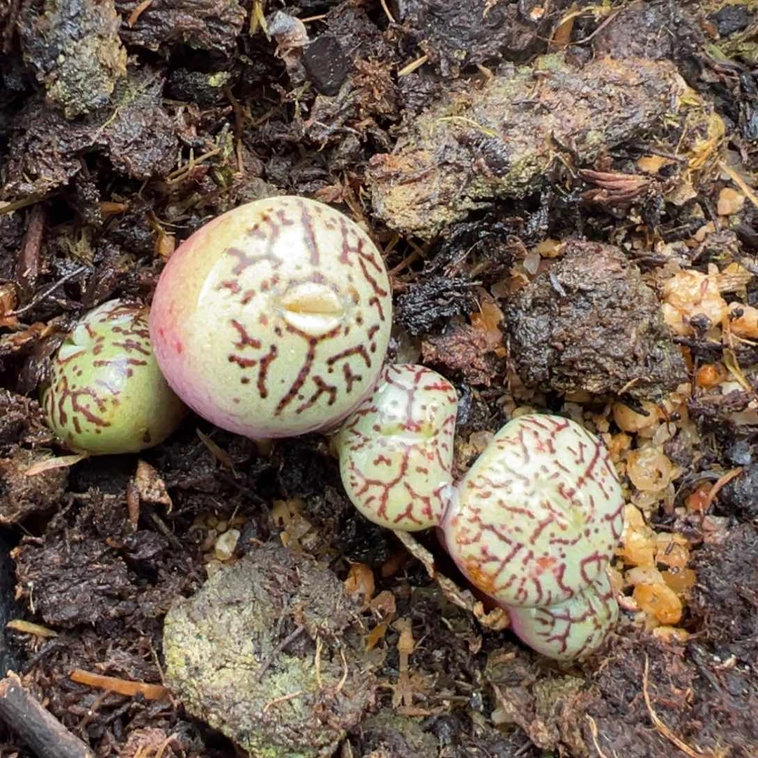 1.20好看的多肉792