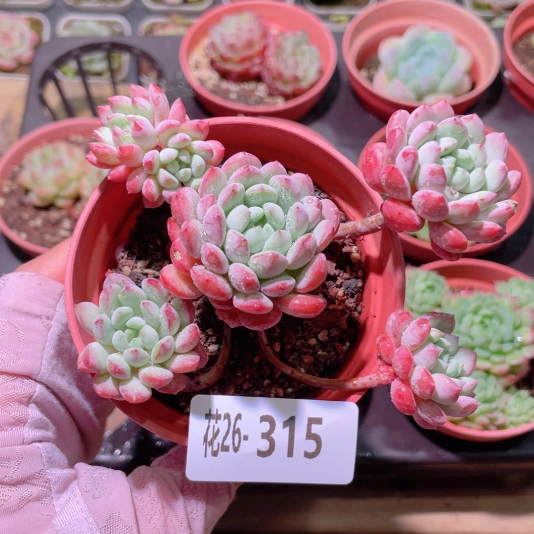 花利美26-315珍珠豆