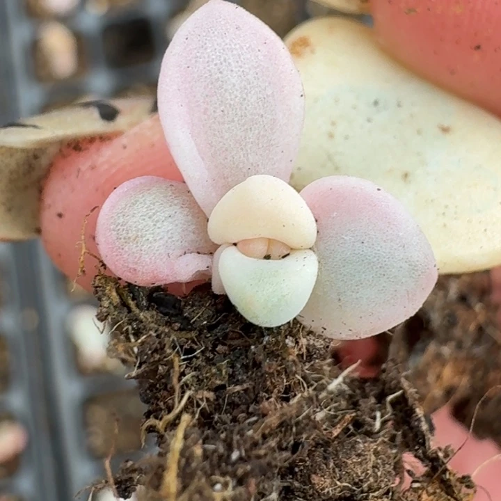 新香水锦一物一拍