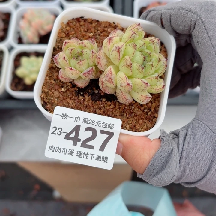 赤水晶多肉无盆土发货无