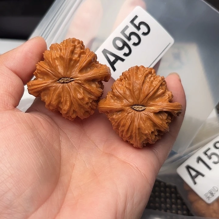 文玩核桃把件核桃白狮子42