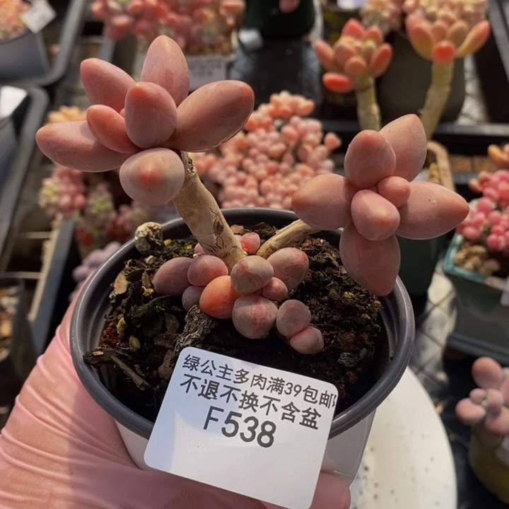 糖果美人老桩538多肉植物