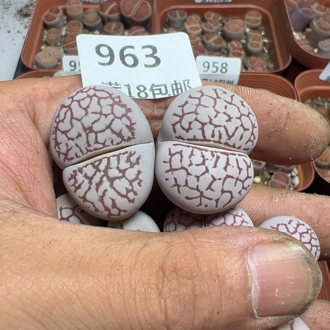 【闪购商品】 963。
