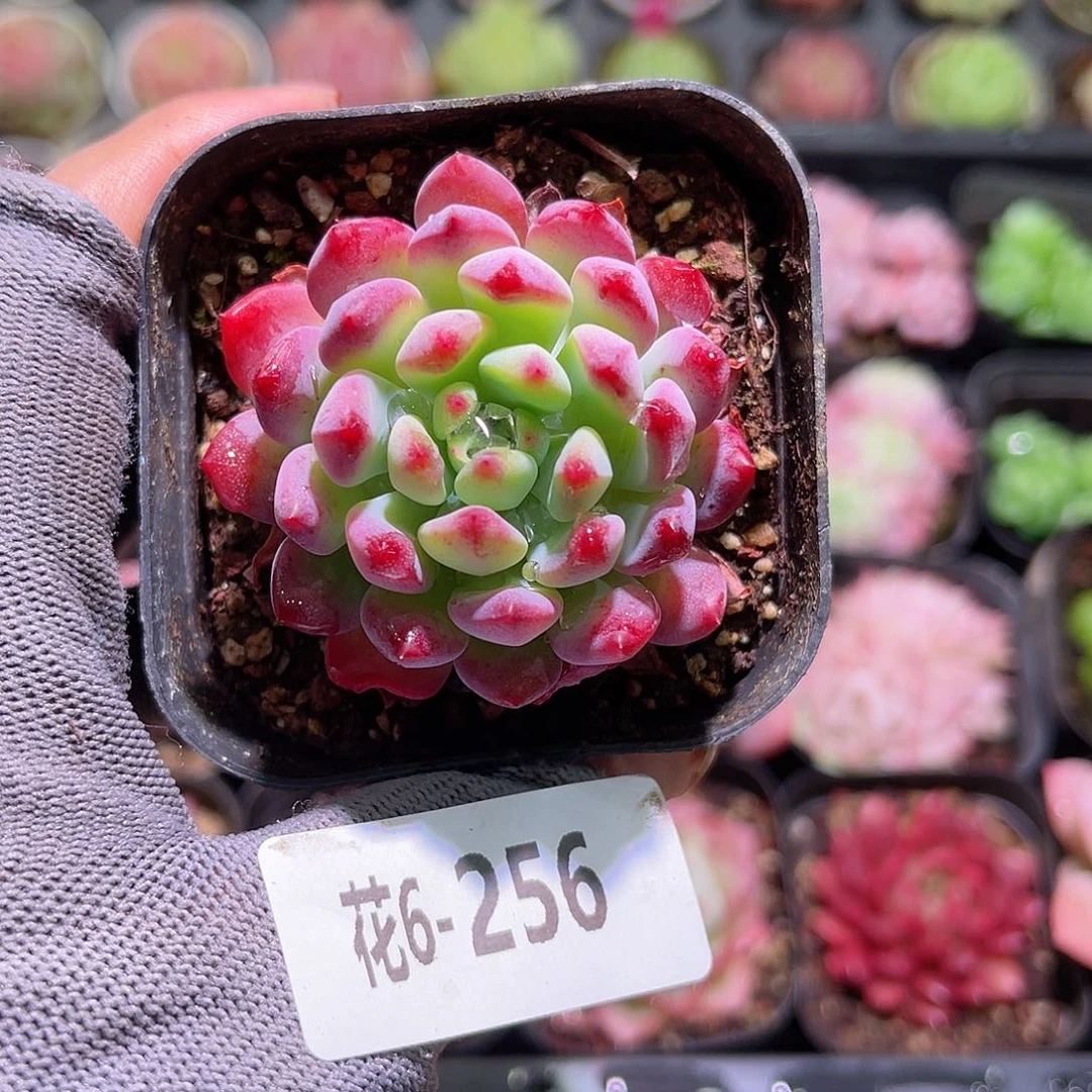 花06-256蓝苹果单头