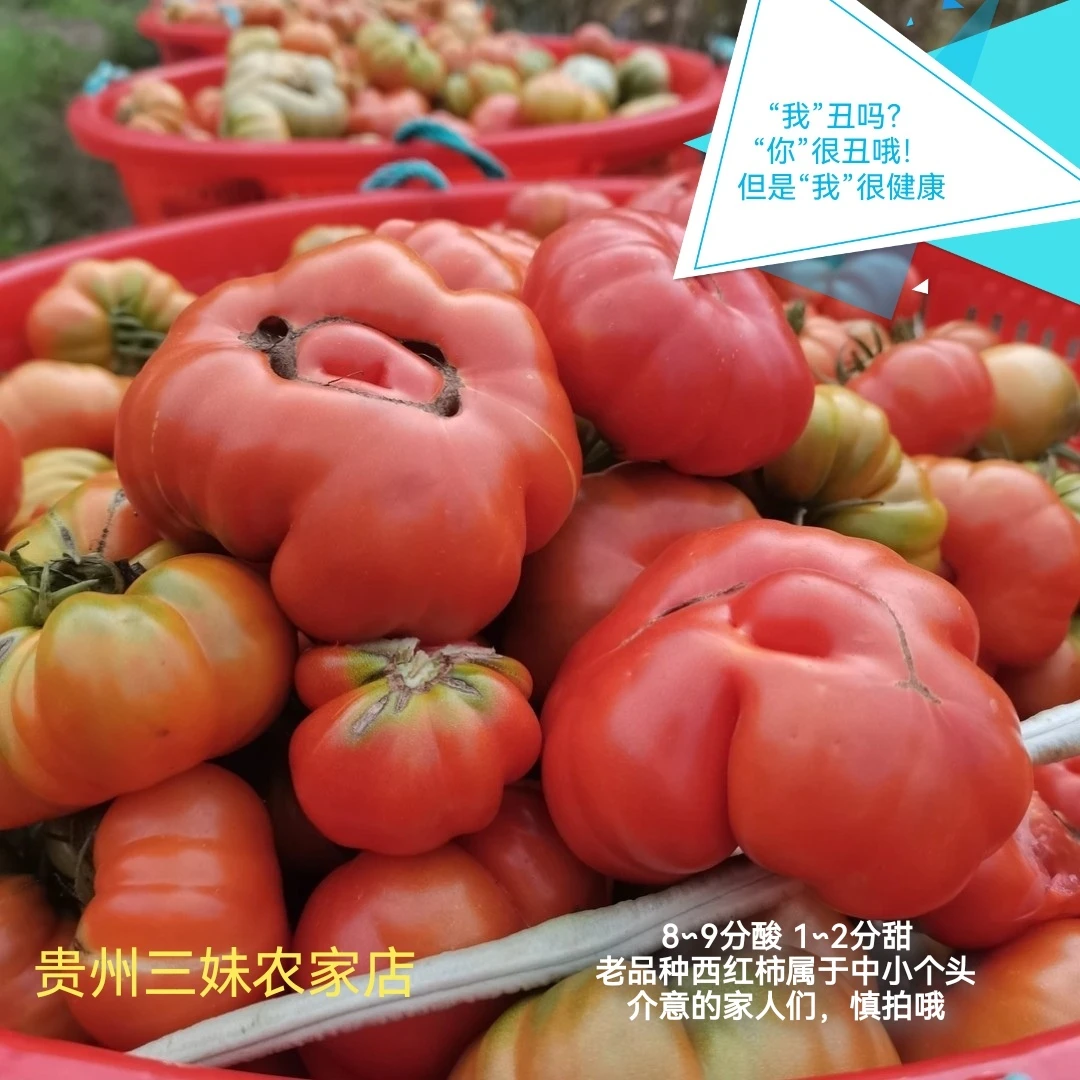 贵州老品种马蹄番茄狮子头西红柿自然成熟生熟两吃可留种