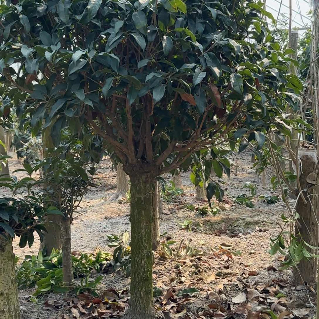 咖****珠桂花。八月桂系列