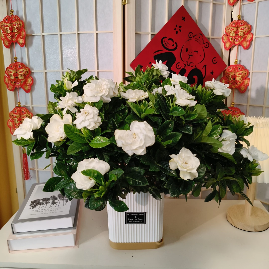 【栀子花带盆】盆栽花卉植物四季开花带花苞阳台办公桌浓香型苗好养