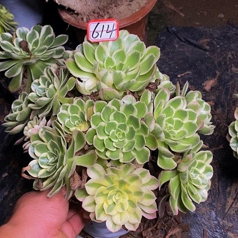 孔雀翎老桩捧花614号