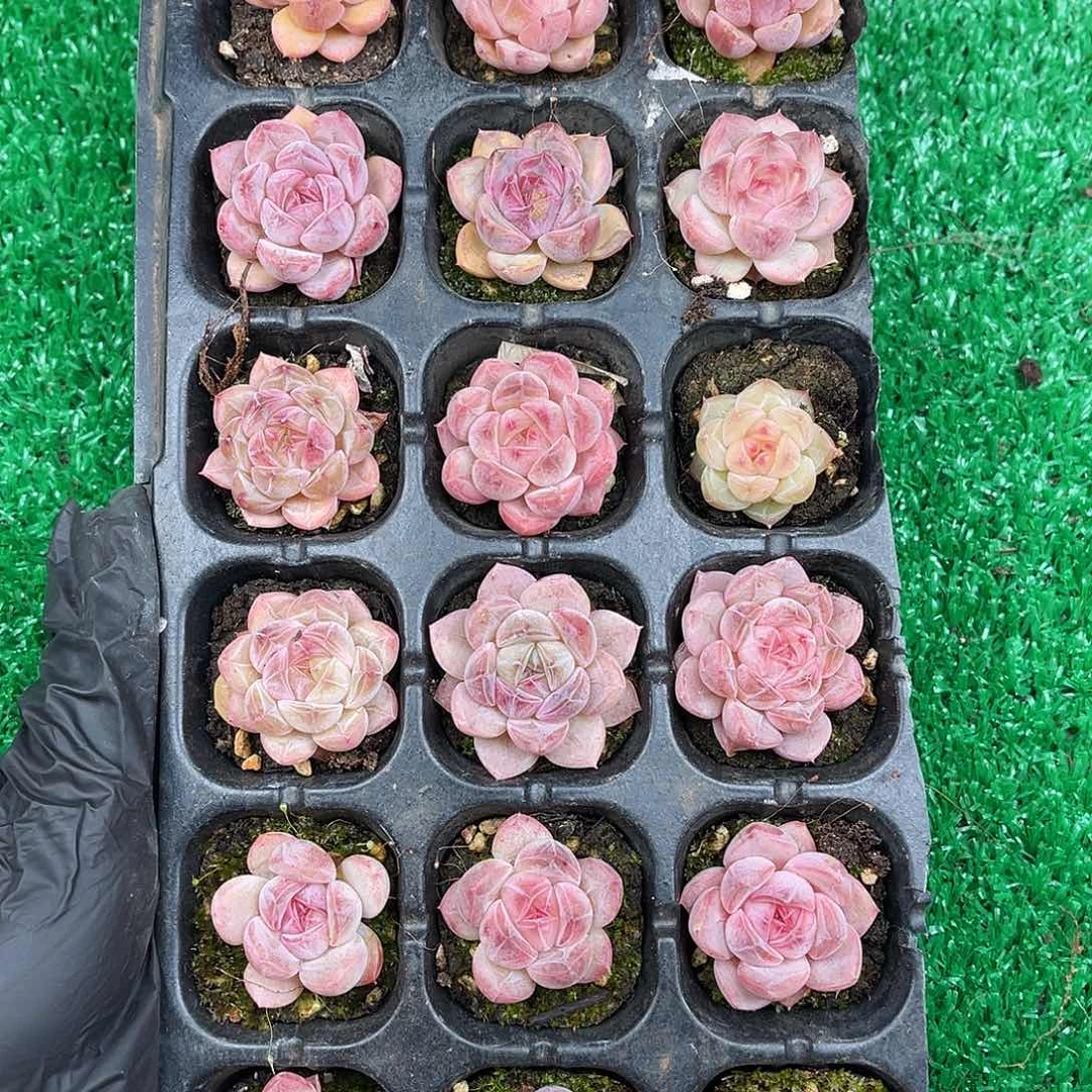 多肉一物一拍7-108