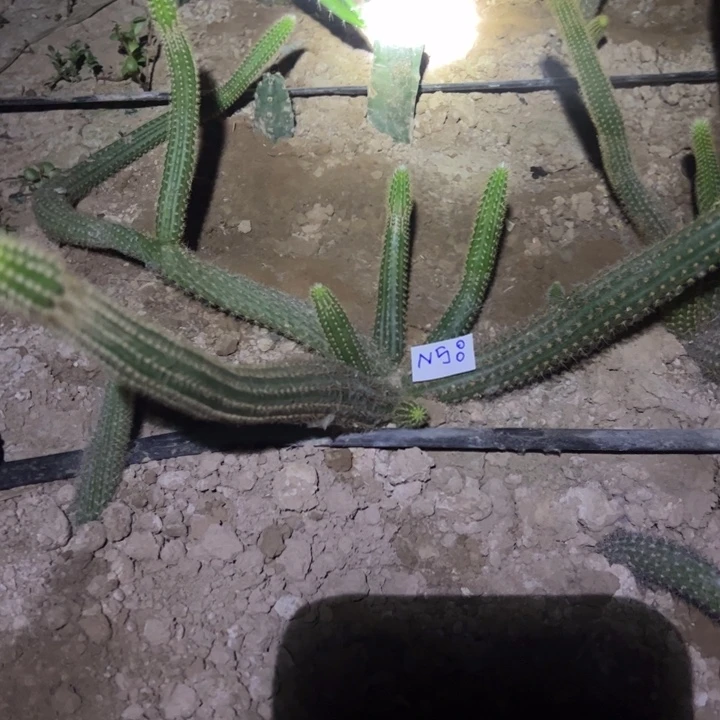 冰***洁N58自根金妞大红78.88888