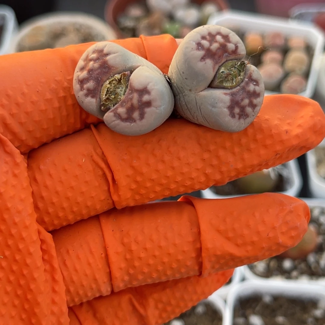 多肉植物一物一拍46