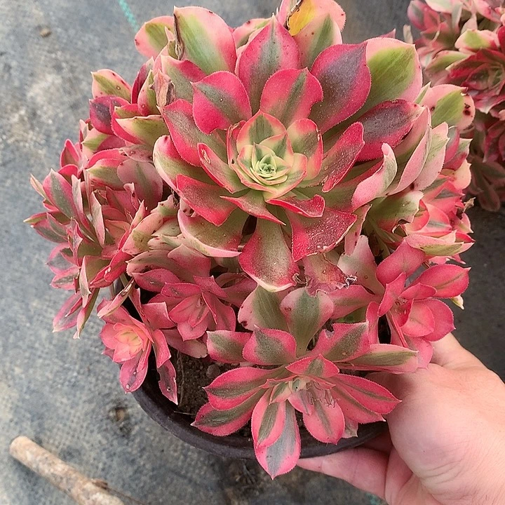 872粉女巫多肉植物