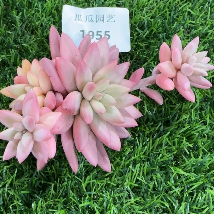 1955蜜桃波波锦多肉植物