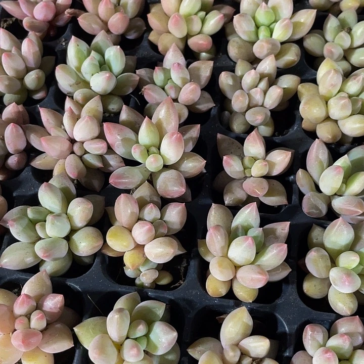 小红蜻蜓1元带土发